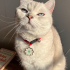 Uysal kedi ücretsiz sahiplendirme fotoğraf