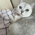 Uysal kedi ücretsiz sahiplendirme fotoğraf