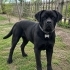Cane Corso Yuva Arıyor fotoğraf