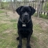 Cane Corso Yuva Arıyor fotoğraf