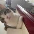 Kıtmir’e Eş Arıyoruz fotoğraf