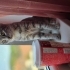 İkinci kedi olabileceği bir yuva arıyoruz fotoğraf