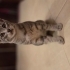 İkinci kedi olabileceği bir yuva arıyoruz fotoğraf