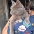 Zuzu yuva arıyor fotoğraf