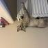 Zorla kendini sevdiren bu arsız kıza yuva arıyoruz fotoğraf