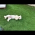 9 aylık terrier kızımıza yuva fotoğraf