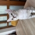 Haydar 2.5 aylık erkek yavru fotoğraf