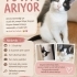 Minik Oreo Sevileceği Ve Doya Doya Saklambaç Oynayabileceği Yuvasını Arıyor Acil fotoğraf