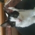 Minik Oreo Sevileceği Ve Doya Doya Saklambaç Oynayabileceği Yuvasını Arıyor Acil fotoğraf