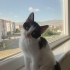 Minik Oreo Sevileceği Ve Doya Doya Saklambaç Oynayabileceği Yuvasını Arıyor Acil fotoğraf