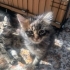 Bebeklere yuva aranıyor fotoğraf