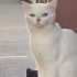 1,5 yıldır bir ailenin parçasıydı ama artık yeni yuvasını arıyor. fotoğraf