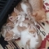Yavru kedilerimiz yuvalarını arıyor 🫠🥰 fotoğraf