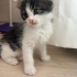 1,5 Aylık Erkek Yavru Kedi Yeni Ailesini Arıyor fotoğraf