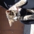 Yuva arayan şirin yavru kedi fotoğraf