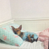 Köpeğimize  yuva arıyoruz fotoğraf