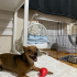 Köpeğimize  yuva arıyoruz fotoğraf