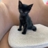 Kara Kedimiz Ömürlük Yuvasını Arıyor fotoğraf