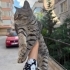Acil yuva aranıyor fotoğraf