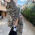 Acil yuva aranıyor fotoğraf