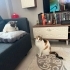 İZMİR GÖRME ENGELLİ CANIN SAHİBİ ANİ FELÇ GEÇİRDİĞİ İÇİN ACİL YUVASINI ARIYORUZ fotoğraf