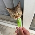 Sahipleri taşınırken sokağı terk etmiş fotoğraf
