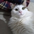 Oyuncu ve çok sevimli fotoğraf