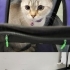 Çok Uysal British Shorthair Linda'ya Özel Durumumuz Sebebiyle Acil Yuva 🐾 fotoğraf