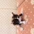 Güzel kızımıza yuva arıyoruz fotoğraf
