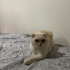 Uysal Ev Kedisi fotoğraf