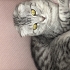 Scottish fold dişi fotoğraf