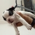 FRENCH BULLDOG 1 AYLIK ÜCRETSİZ ÖMÜRLÜK YUVA fotoğraf