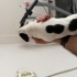 FRENCH BULLDOG 1 AYLIK ÜCRETSİZ ÖMÜRLÜK YUVA fotoğraf