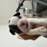 FRENCH BULLDOG 1 AYLIK ÜCRETSİZ ÖMÜRLÜK YUVA fotoğraf