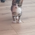 1.5 AYLIK DİŞİ VE ERKEK TEKİRCANLAR fotoğraf