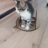 1.5 AYLIK DİŞİ VE ERKEK TEKİRCANLAR fotoğraf