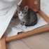 1.5 AYLIK DİŞİ VE ERKEK TEKİRCANLAR fotoğraf