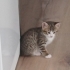 1.5 AYLIK DİŞİ VE ERKEK TEKİRCANLAR fotoğraf
