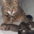 1.5 AYLIK DİŞİ VE ERKEK TEKİRCANLAR fotoğraf