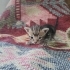 Denizli'de yavru kedi ilanı (2 aylık olunca sahiplerine verilecektir) fotoğraf