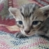 Denizli'de yavru kedi ilanı (2 aylık olunca sahiplerine verilecektir) fotoğraf