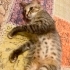 KISIR UYSAL KIZ AÇIKLAMAYI OKUYUN ONUN ŞANSI SİZ OLABİLİRSİNİZ fotoğraf