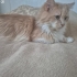 PERSİAN-NORVEÇ ORMAN KEDİSİ..!! fotoğraf