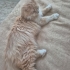 PERSİAN-NORVEÇ ORMAN KEDİSİ..!! fotoğraf