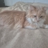 PERSİAN-NORVEÇ ORMAN KEDİSİ..!! fotoğraf