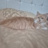 PERSİAN-NORVEÇ ORMAN KEDİSİ..!! fotoğraf