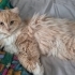 PERSİAN-NORVEÇ ORMAN KEDİSİ..!! fotoğraf