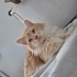 PERSİAN-NORVEÇ ORMAN KEDİSİ..!! fotoğraf
