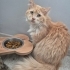 PERSİAN-NORVEÇ ORMAN KEDİSİ..!! fotoğraf