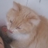 PERSİAN-NORVEÇ ORMAN KEDİSİ..!! fotoğraf
